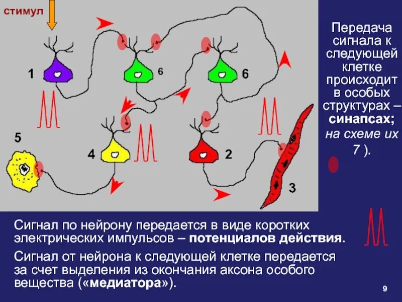 Мозг передается. Дубынин Нейроны. Регуляторные системы организма человека Дубынин. Дубынин в.а регуляторные системы организма человека Дрофа 2003. Профессор Дубини мозг презентация.