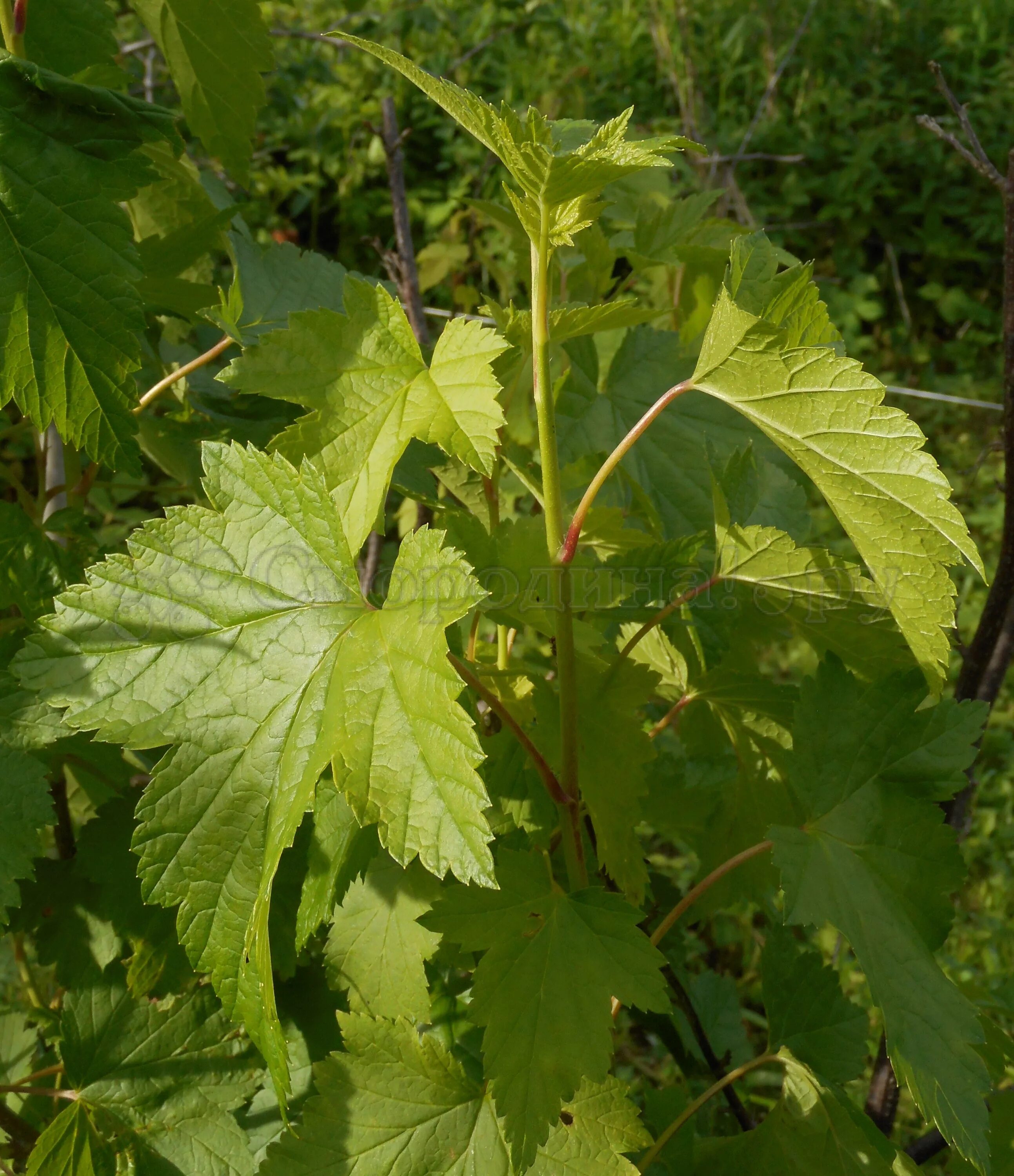 листик черной смородины.
