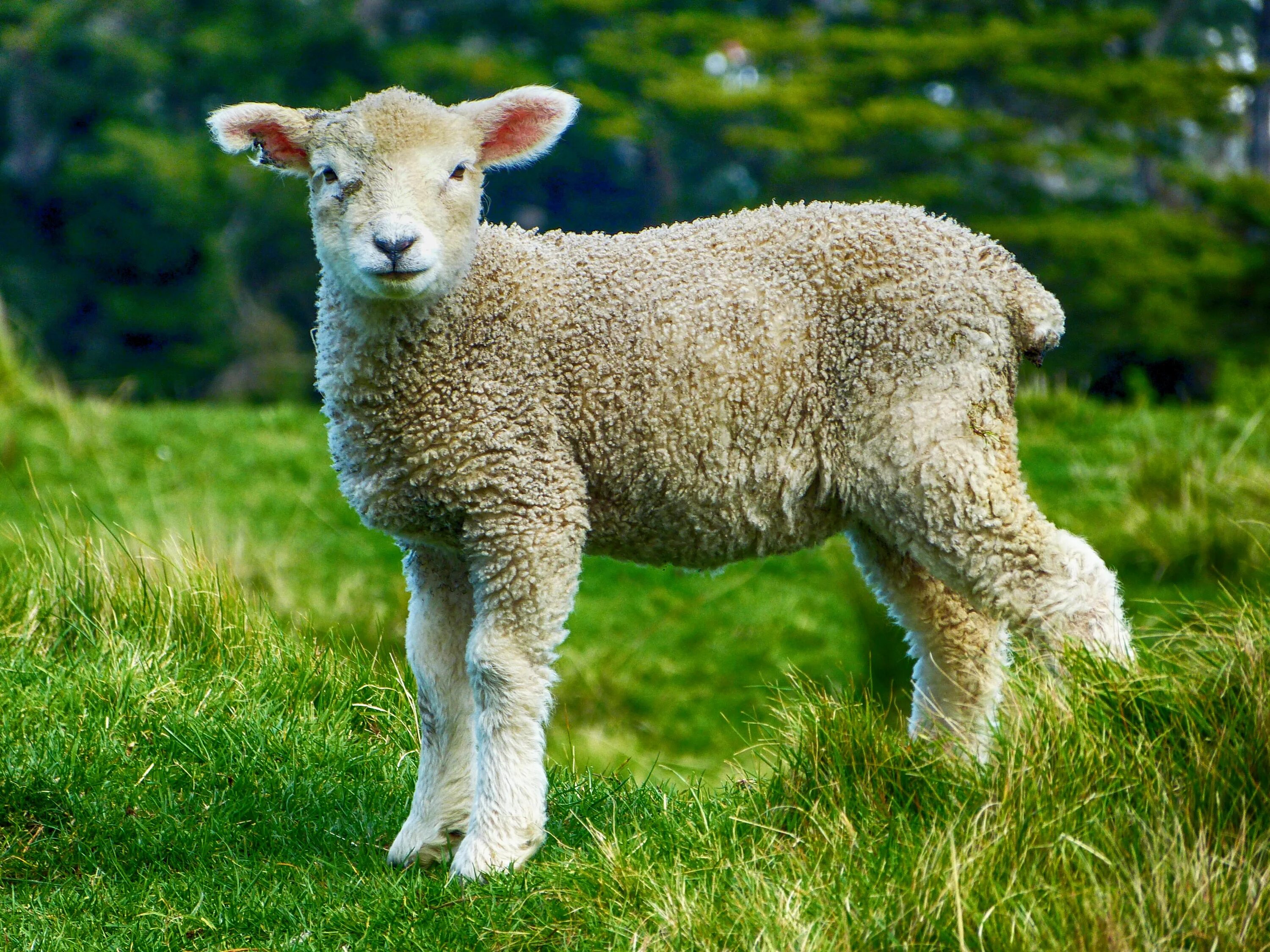 Lamb dynamic. Тоскана порода овец. Горная овца Тоскана. Овцы тосканской породы. Овечка в Тоскане.