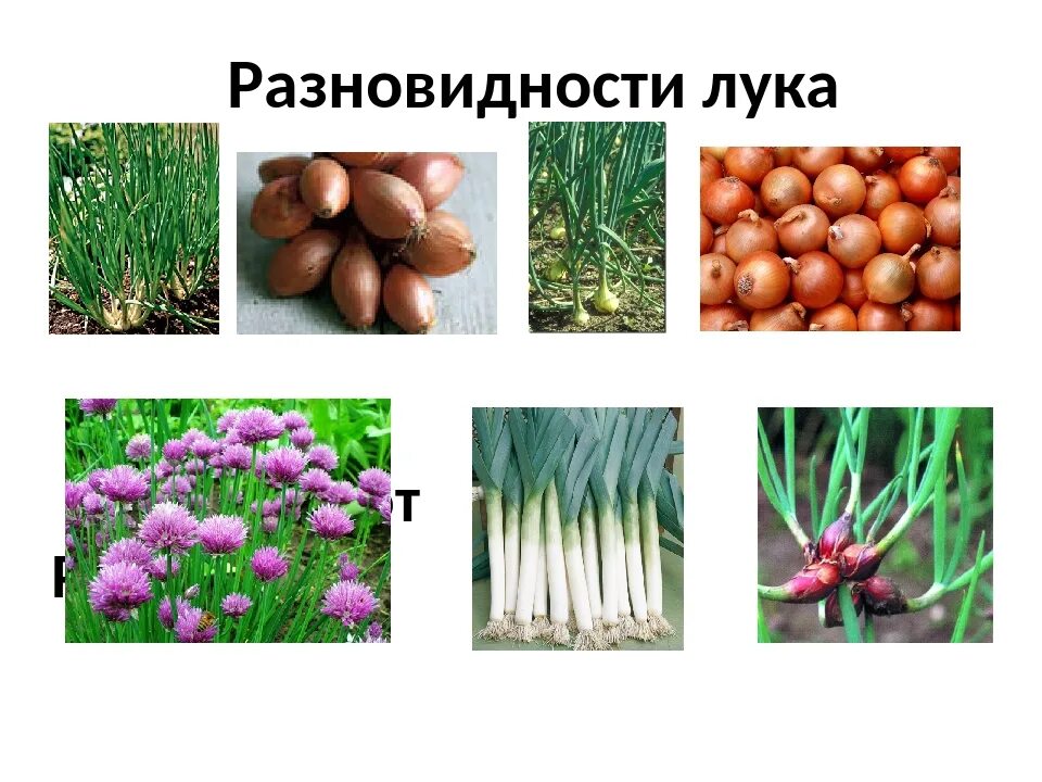 Список луковых