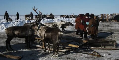 Оленеводство рыболовство и промысел морского зверя