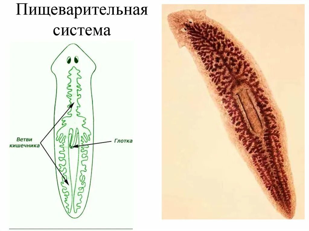 Система ресничных червей. Пищеварительная система белой планарии. Ресничные черви пищеварительная система. Пищеварительная система ресничных плоских червей. Класс Ресничные черви пищеварительная система.