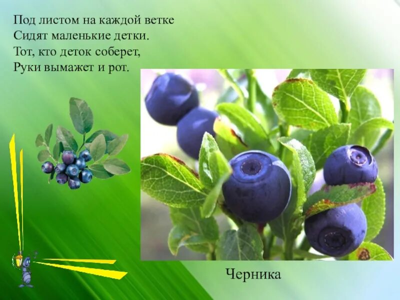 Читать рассказы черника. Загадка про чернику для детей. загадка про чернику. под листом на каждой ветке сидят маленькие. черника стихи для детей.