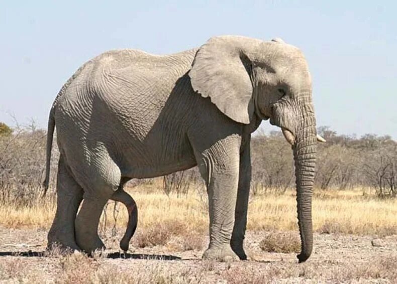 Слоны самцы. Половой орган у слонов. Animals member