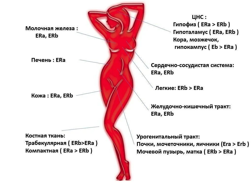 Как понять каких гормонов. Гормоны в организме женщины. эстроген в женском организме. что такое гормоны у женщин. уровень женских гормонов.