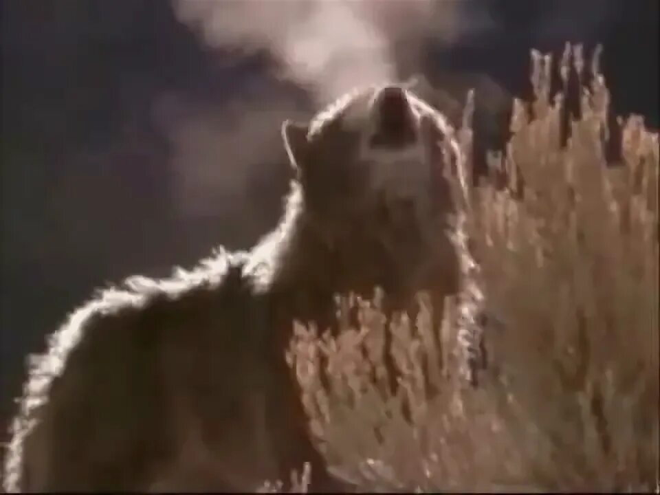 Брянцев волчья. Брянцев волчья