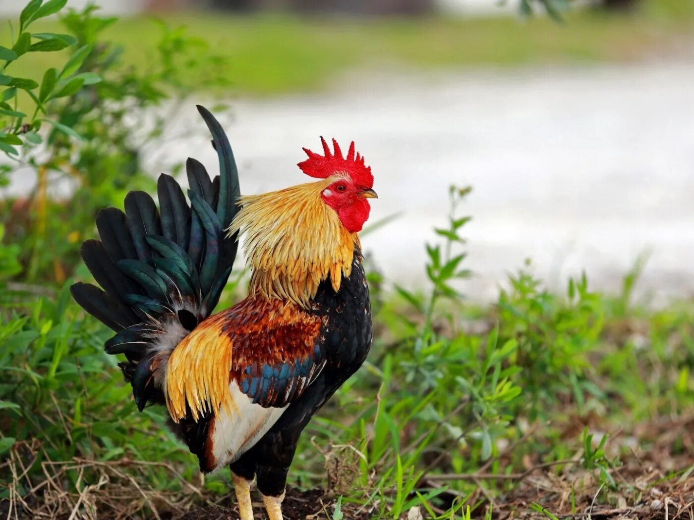 Нерест петушка. Прогноз петушки. Что делать петушок. Предложение со словом петух. Прогноз петушки.
