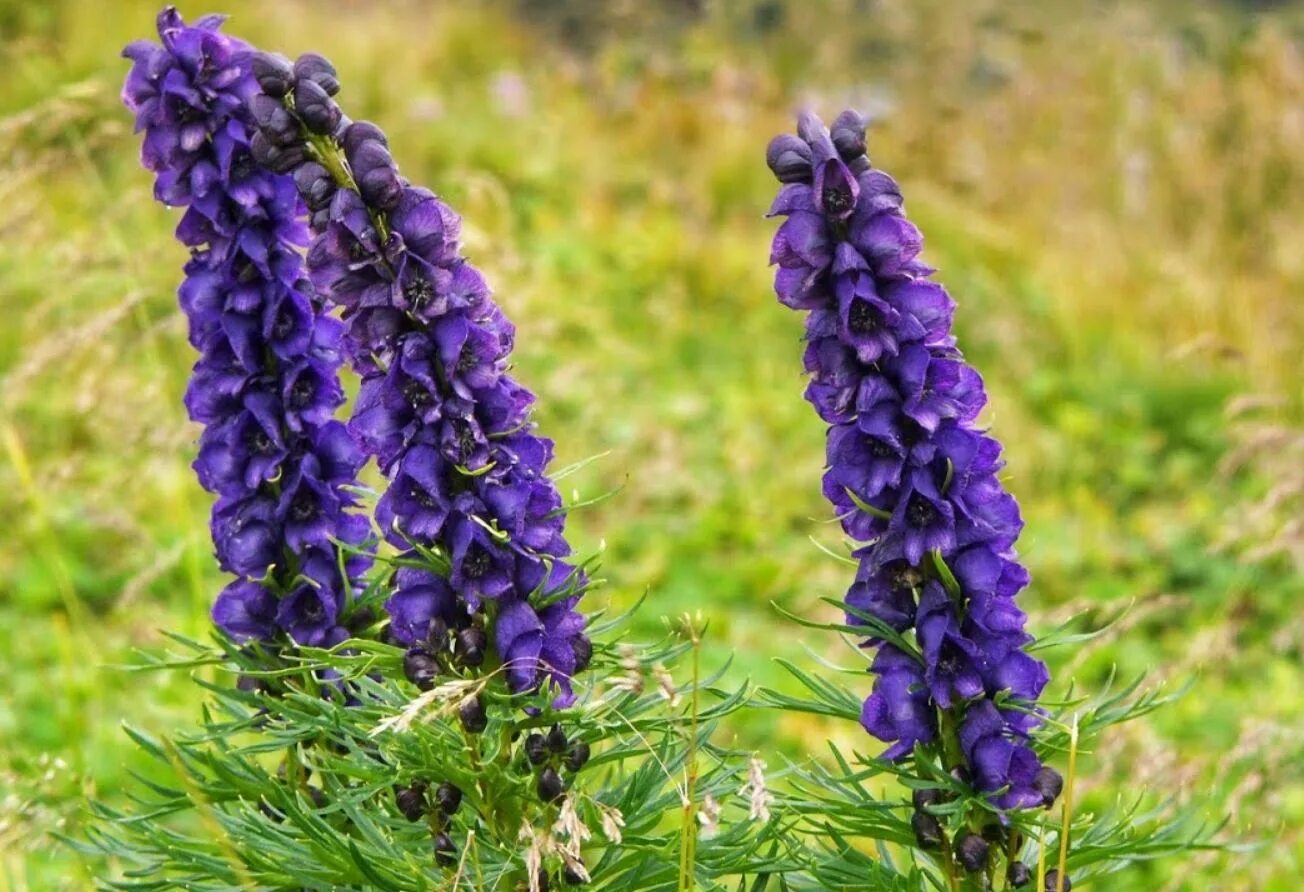 белена черная ядовитое растение. ядовитый цветок герцогского дома. наперстянка дигиталис пурпуреа. ядовитый цветок герцогского дома. наперстянка далматин микс.