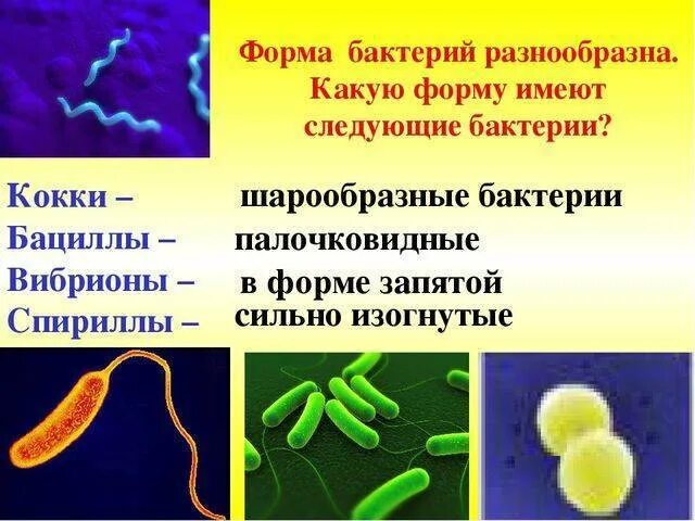 Название 3 бактерий. Формы бактерий кокки бациллы. Бактерия бацилла 5 класс биология. Типы бактерий 7 класс биология. Формы бактерий 1 кокки 2 бациллы 3 вибрионы.