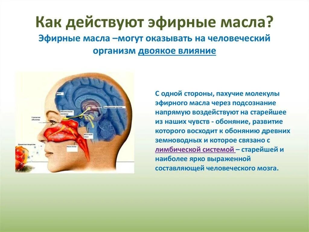 Влияние запахов. Влияние эфирных масел на организм. ароматерапия влияние на организм. воздействие масел на организм человека. влияние эфирных масел на человека.