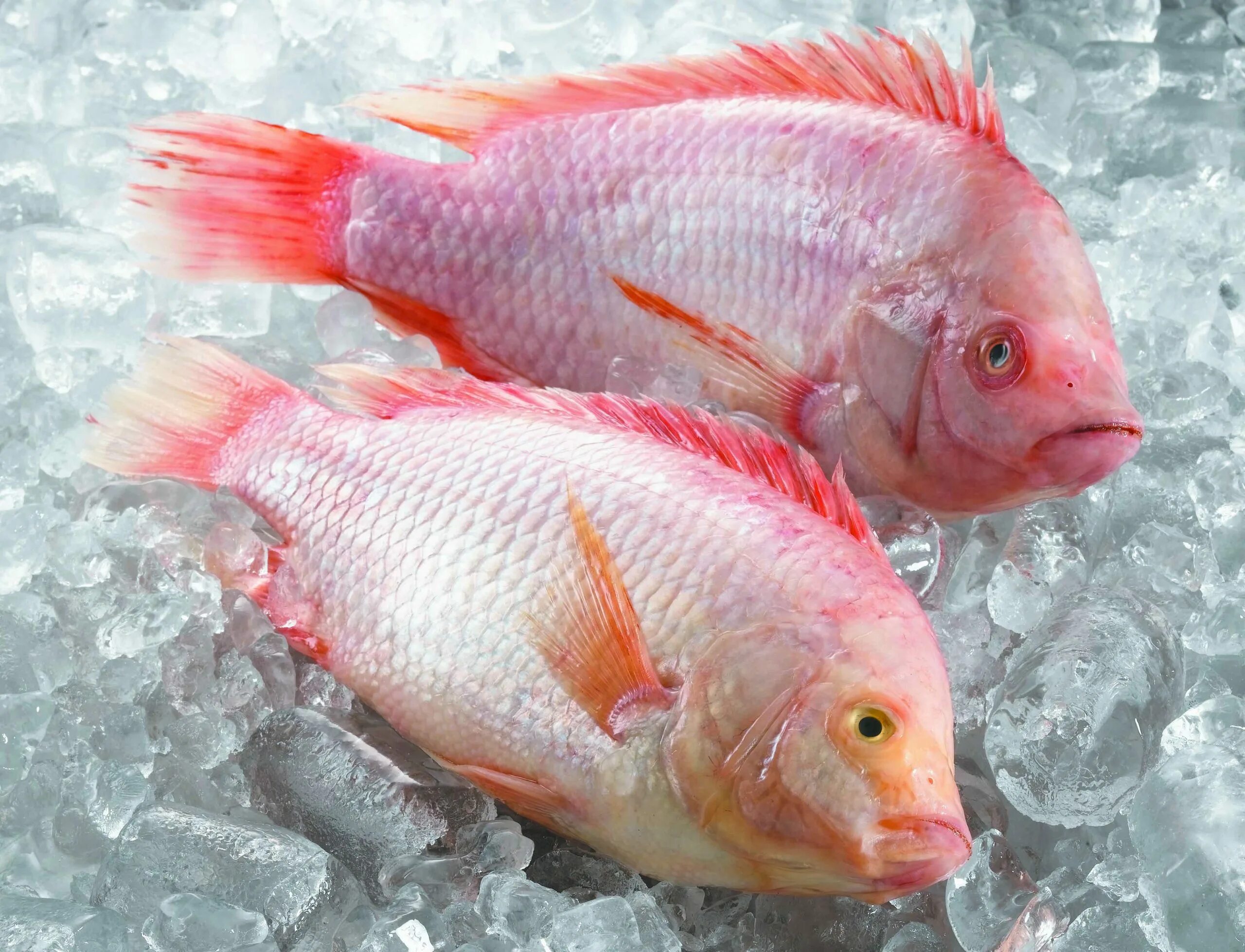 Тиляпия. Тилапия. тилапия рыба. тиляпия красная red tilapia. тилапия или тиляпия.