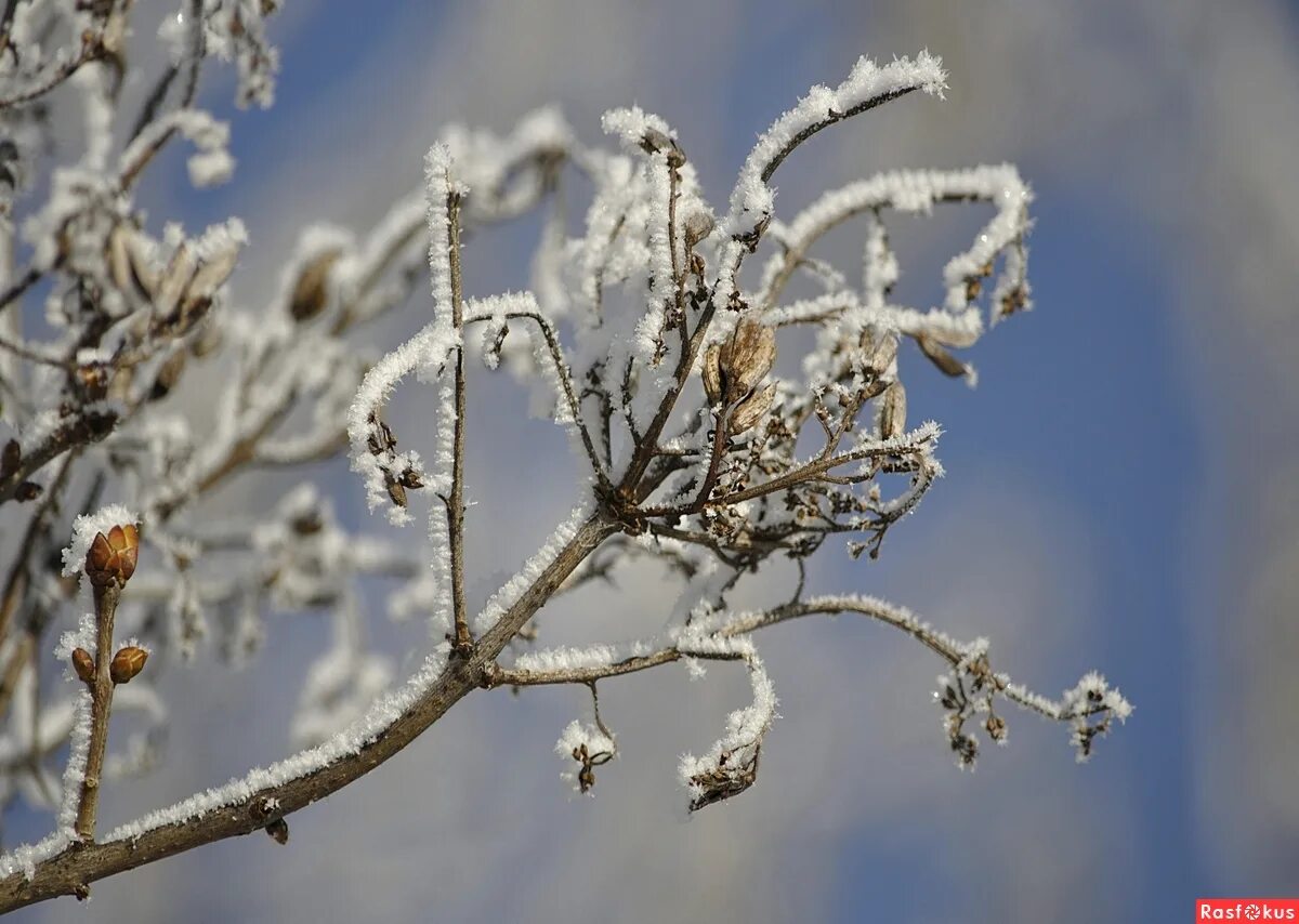 куст сирени зимой. заснеженный кустарник. кустарники в зимнем парке. сирень зимой. кусты сирени зимой.
