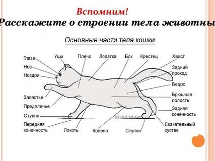 Туловище кошки