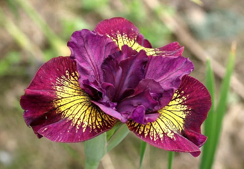 Яблоко ирис. Ирис sibirica miss apple. Ирис сибирский мисс эппл (с2). Ирис candy apple classic. Ирим сибирский мис аплл.