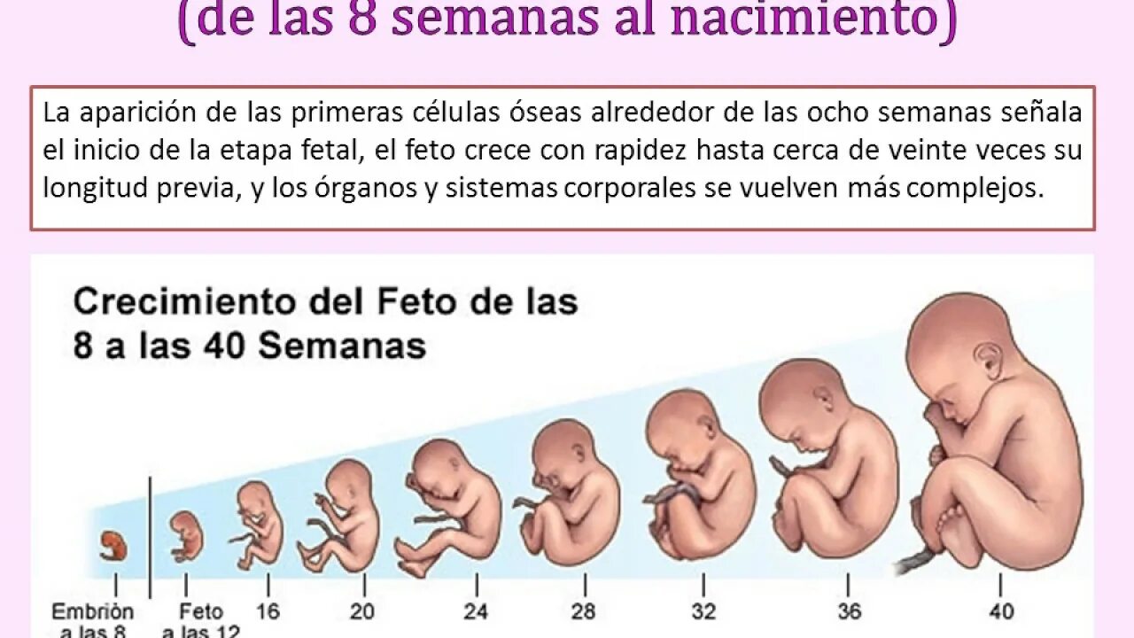 Акушерский срок беременности. Акушерские и эмбриональные недели. Акушерские недели беременности. Акушерский срок и эмбриональный разница.