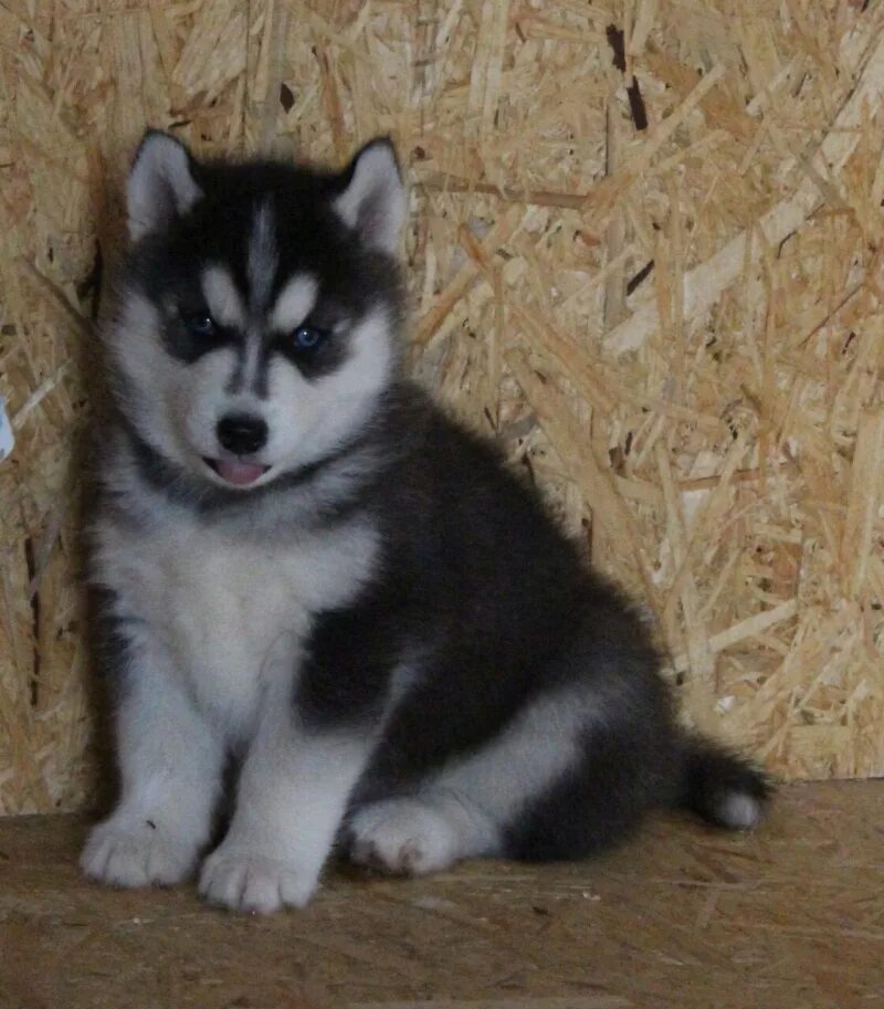 Гренландская лайка. Лайка аляскинский маламут. Лайка малыш. Лайка малыш. Лайка и хаски.