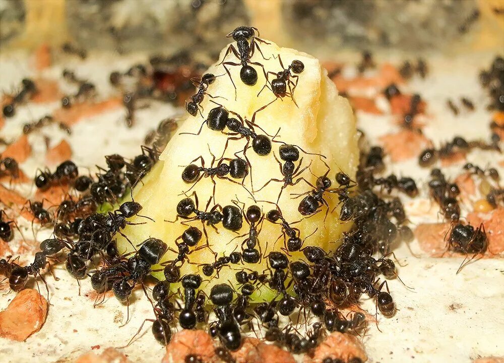 Рыжий муравей питание. Муравьи жнецы Муравейник. Питание муравьев. Пищевые муравьи. Муравьи питание.