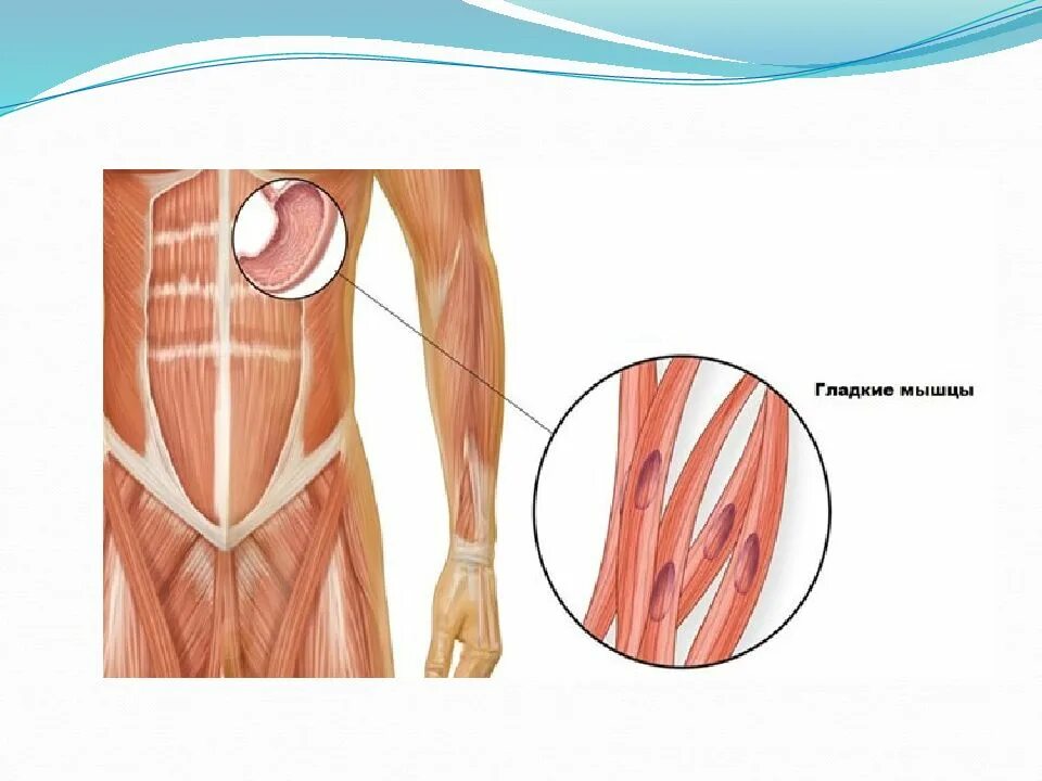 Гладкая мускулатура. Гладкие мышцы. Гладкие мышцы внутренних органов. Гладкие мышцы расположены.