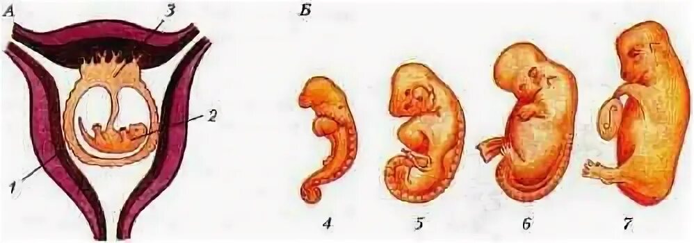 Представители каких классов позвоночных имеют крупные яйцеклетки. Стадии развития эмбриона млекопитающих. Схема строения матки и стадии развития зародыша у млекопитающих. Стадии внутриутробного развития млекопитающих. Развитие зародыша млекопитающего в матке.