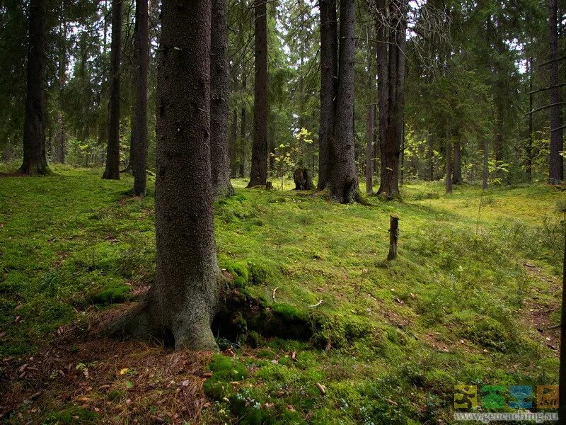 Чертов лес. Чёртов лес на оре. чертов лес серебряные пруды.
