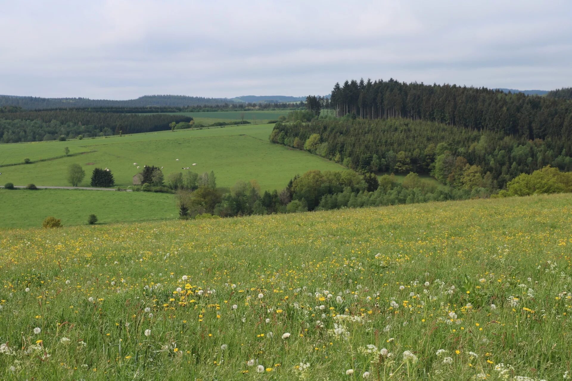 Холмы перелески луга. Лесостепь Украины. Луга Пермского края. Луга Кировской области. Холмы Кировской области.