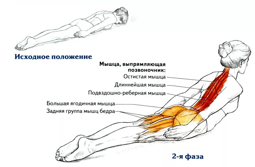 Мышцы разгибатели туловища. Разгибание позвоночника в положении лежа на животе. упражнения для укрепления прямой мышцы спины. паравертебральные мышцы спины упражнения. упражнения для закачки продольных мышц спины.