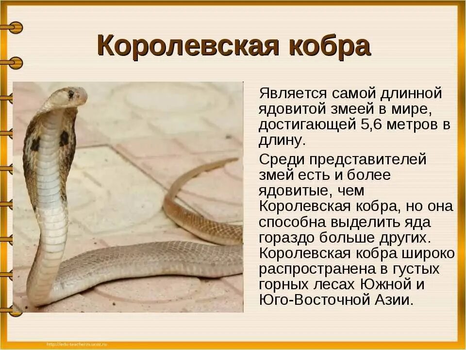 Сообщение про змею