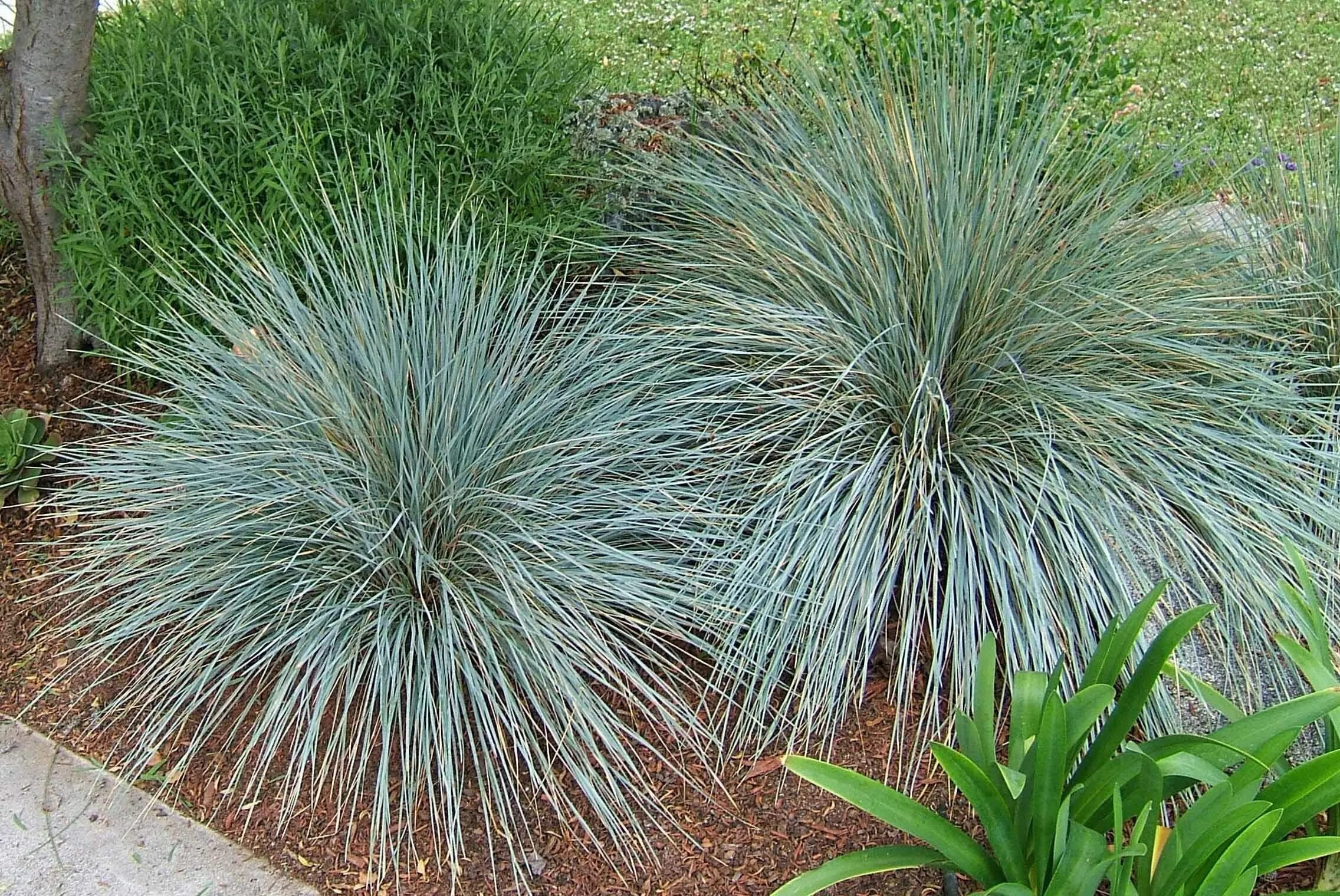 Овсец вечнозеленый. Овсец вечнозелёный ( Helictotrichon sempervirens). Овсец вечнозеленый Пендула. Овсец вечнозеленый 'Saphirsprudel'.