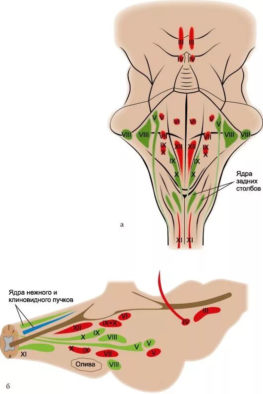 Ядра черепных нервов расположены. Расположение ядер в ромбовидной ямке. Расположение ядер черепных нервов в стволе. Ствол мозга ядра черепных нервов. Ядра черепных нервов Сапин.