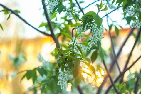 Зелень золотистая на солнышке горит