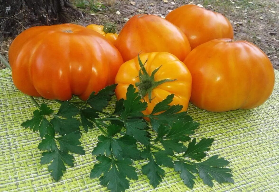 томат медовый гигант. медовый гигант. медовый гигант. томат медовый гигант характеристика и описание. томат хурма.
