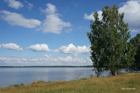 Белое озеро береза