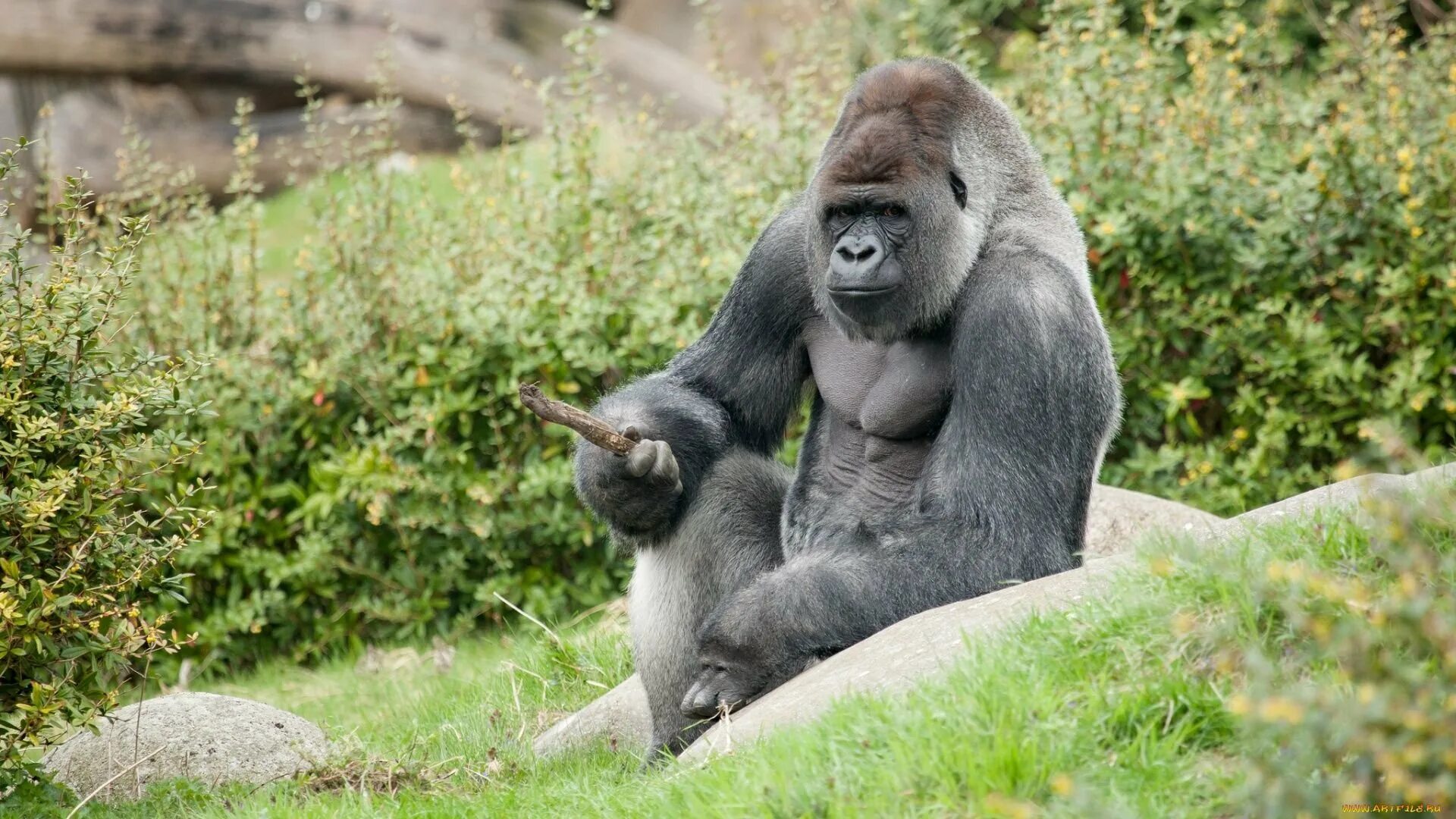 Monkey gorilla