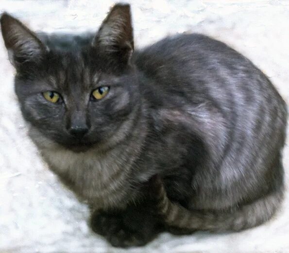 черная кошка с белым подшерстком.