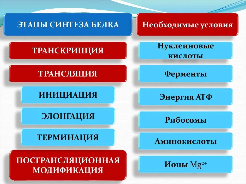 Первый этап биосинтеза. Этапы синтеза белка. Этапы синтеза белков. Основные этапы синтеза белков. Основные этапы синтеза белка.