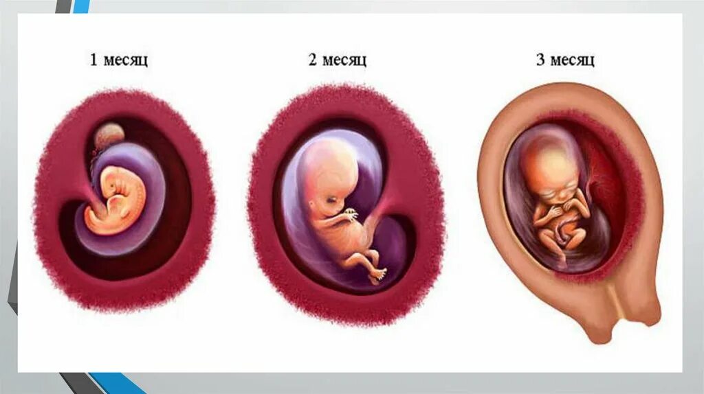 Как выглядит зародыш в 3 месяца. 1 Триместр беременности. 1 Триместрбере енности. Беременна 1 месяц беременности