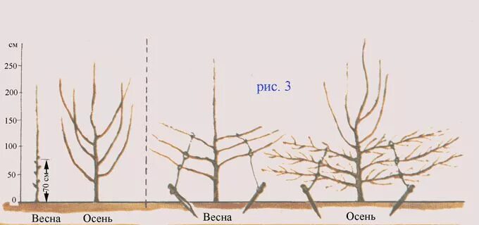 Крона Веретено яблоня. Формирование стланцевой яблони схема. Крона яблонь формировка. Формировка яблони Стройное Веретено.