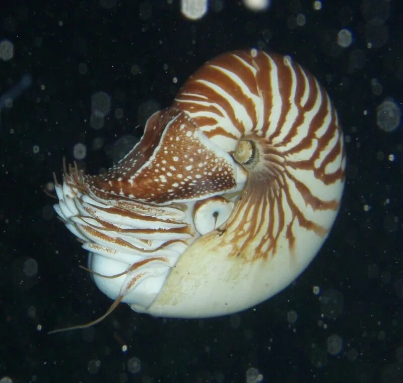 Наутилус помпилиус моллюск. Императорский наутилус. Улитка головоногая. Древние моллюски аммониты. Тип моллюски наутилус.