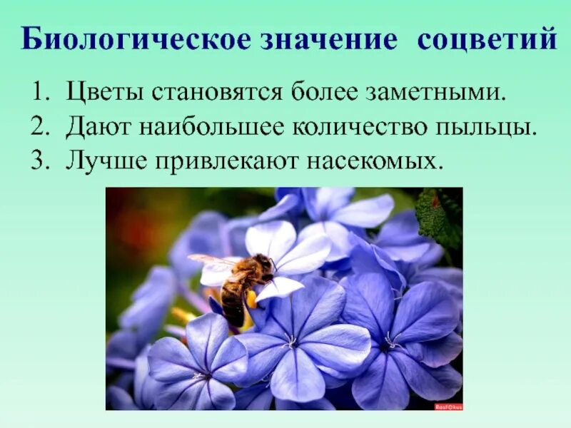 Каково значение биологии. Биологическое значение соцветий. Биологическое значение. Биологическое значение соц. Каково биологическое значение соцветия.