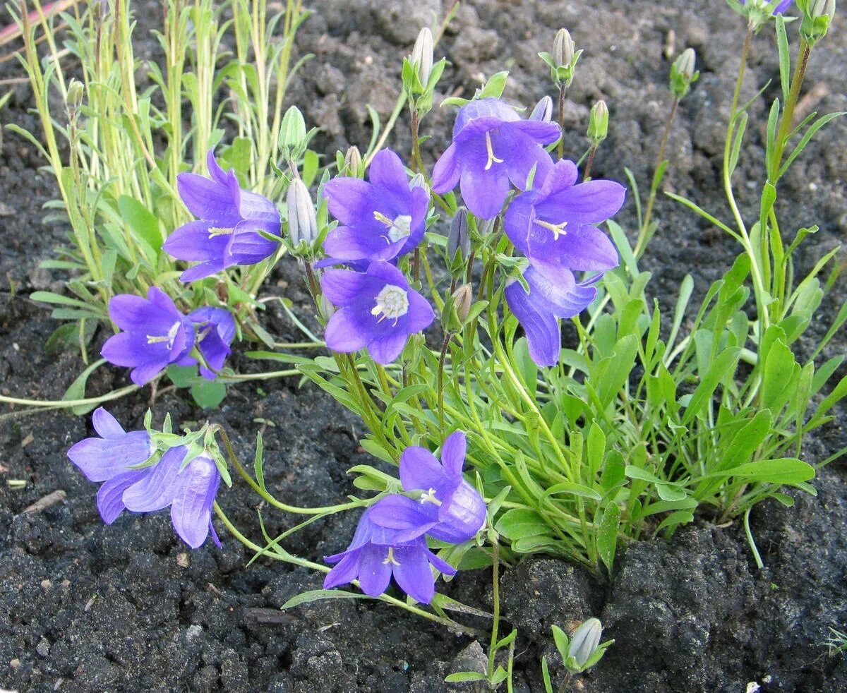 Когда сеять колокольчик. Колокольчик маргаритколистный Campanula bellidifolia. Колокольчик шерстистый. Колокольчик персиколистный Уайт. Колокольчик персиколистный рассада.