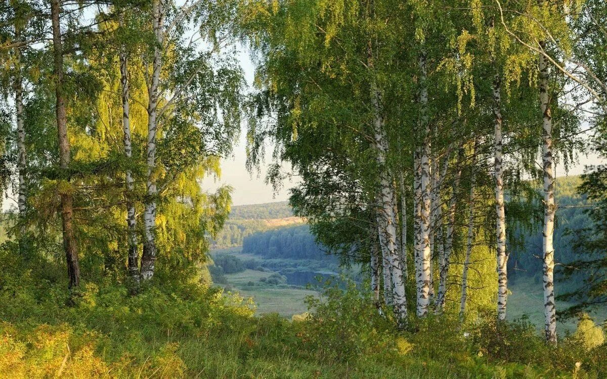 Российские просторы березы Есенин. Березовая Русь Есенина. Березовые Рощи Южного Урала.