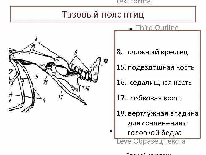 Кости пояса задних конечностей у птиц. Скелет птицы пояс задних конечностей кости. Скелет тазового пояса птиц. Тазовый пояс птицы строение.