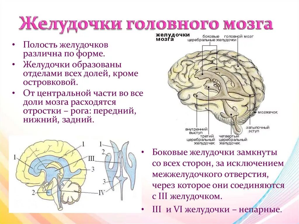 Желудочки головного мозга функции. Желудочки головного мозга строение. Схема системы желудочков головного мозга. Желудочки мозга анатомия функции. Затылочные рога