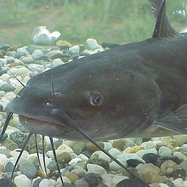 Май сом. Канальный сомик ictalurus punctatus. сомик озерный. сомик мешкожаберный. мешкожаберный сом альбинос.