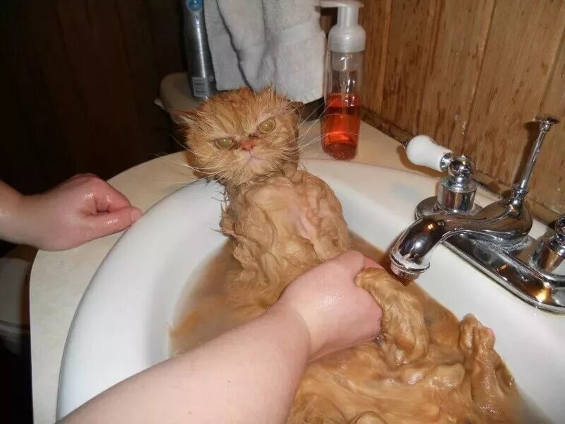 Коты после мытья. Кот в ванне. Рыжий кот в тазике. Котенок купается. Помытый кот смешной.