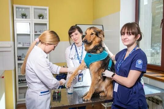 Первый ветеринарный центр бирюлево