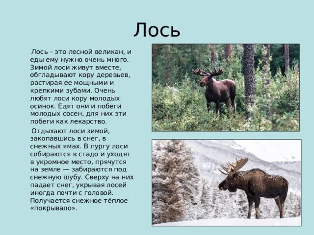 Польза лосей для человека. Польза лосей для человека. Польза лосей для человека. Полезность мяса. Дикие животные приносящие пользу.