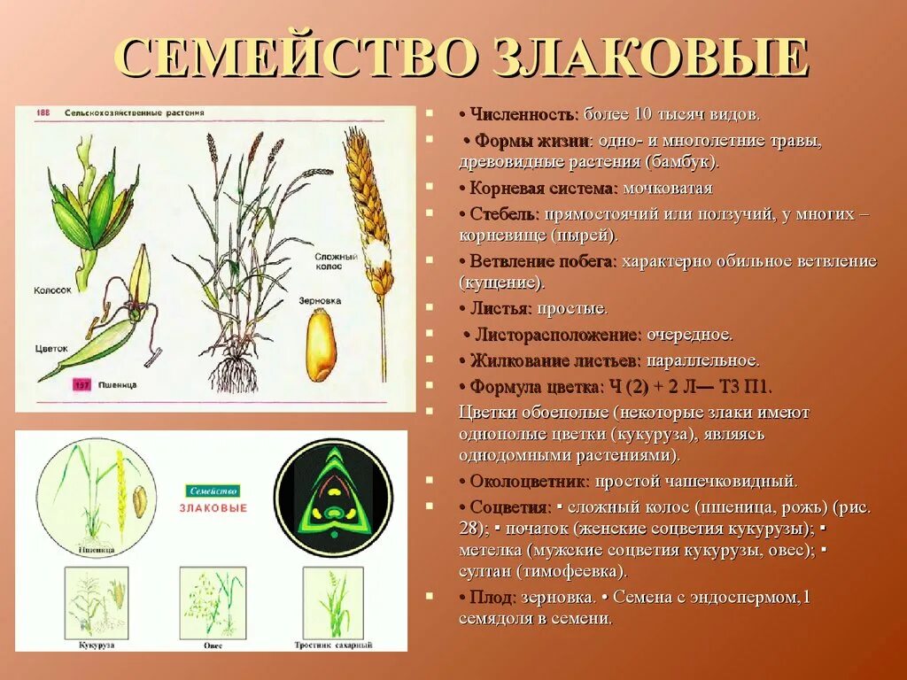 Семейство злаковые отдел