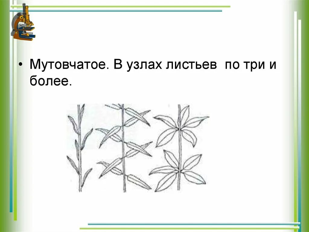Побег презентация 6 класс. Мутовчатое расположение листьев. мутовчатое расположение ветвей. мутовчатое расположение почек. схемы мутовчатых побегов.