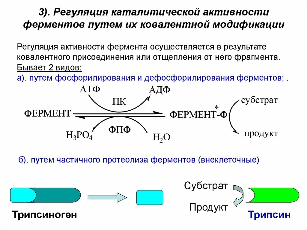 Изменения вызванные ферментами. Регуляция активности ферментов схемы. Регуляция активности ферментов путем ковалентной модификации. Схема ковалентной модификации ферментов путем фосфорилирования. Химическая модификация ферментов регуляция активности ферментов.